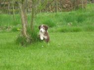 Chloe on the lookout May 2010